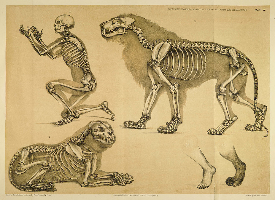 lion